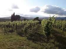 DOMAINE DAVID BEHAR