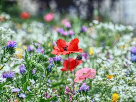 BALADE PLANTES SAUVAGES COMESTIBLES