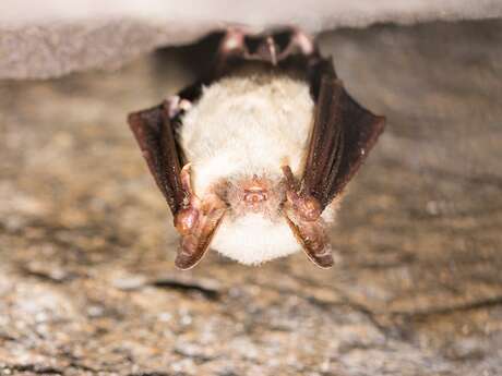 ESCAPADE AILÉE : TOUT SAVOIR SUR LES CHAUVES-SOURIS HÉRAULTAISES