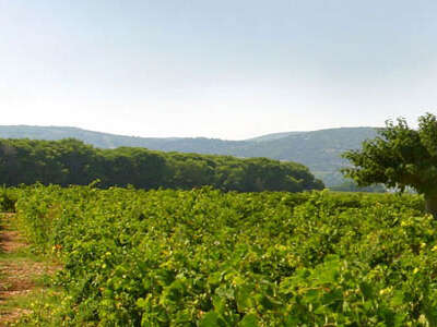 DOMAINE DU MAS NEUF