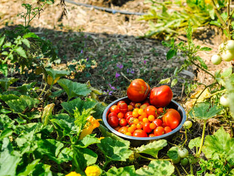 FORMATION POTAGER MOIS PAR MOIS - OASIS CITADINE