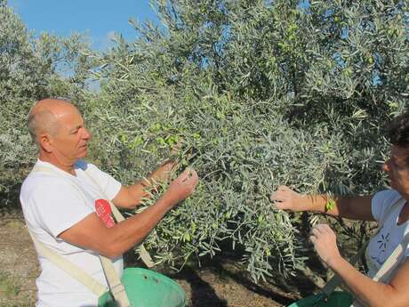 DOMAINE OLEA