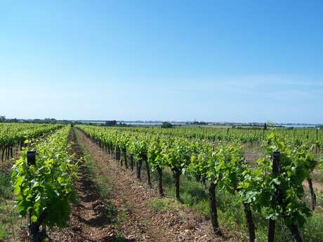 DOMAINE DE CAUSSE VINEYARD