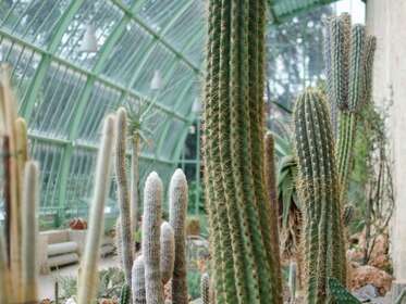 VISITE GUIDÉE DE LA SERRE MARTINS