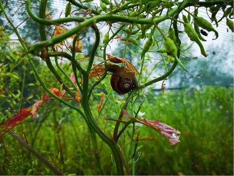 Les Escargots de la Baie