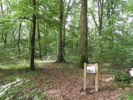 Sentier de découverte : Les bateaux naissent en forêt