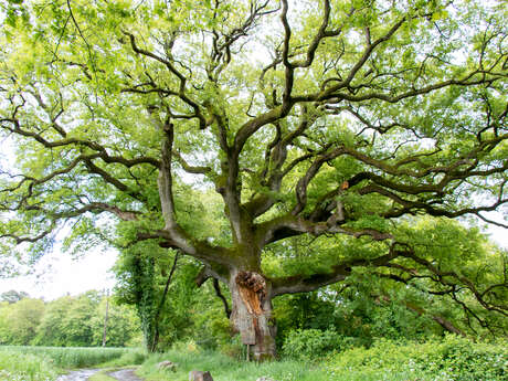 Le Chêne de Breslon