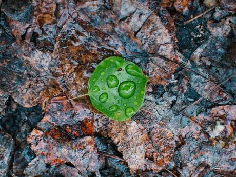 Ateliers : balade créative land art et photo