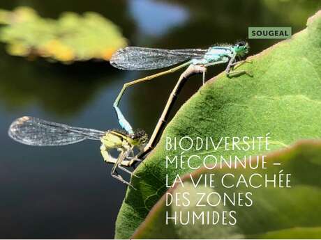 Echappées Baie : Biodiversité méconnue des zones humides