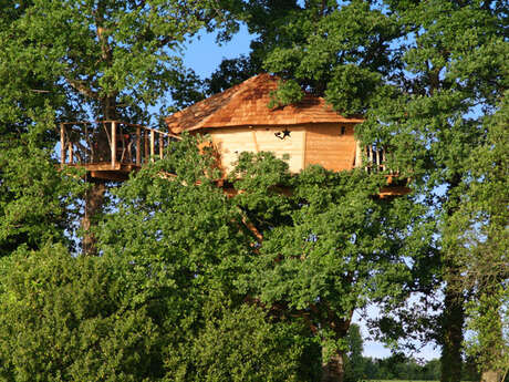 Cabanes dans les arbres de l'Alleu