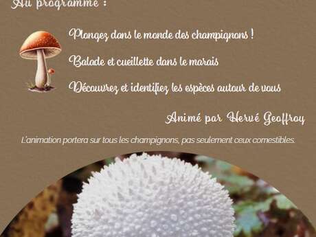 Les champignons du Marais Noir de Saint-Coulban avec Hervé Geoffroy.