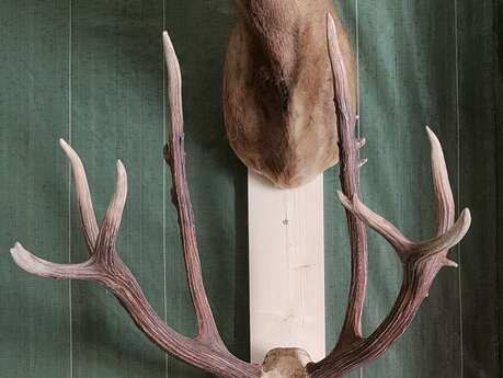 L'Odyssée du Cerf