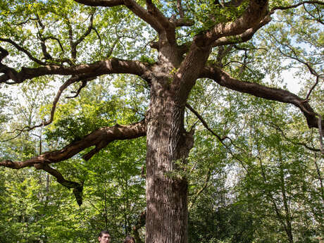 Balade contée : Nature féérique