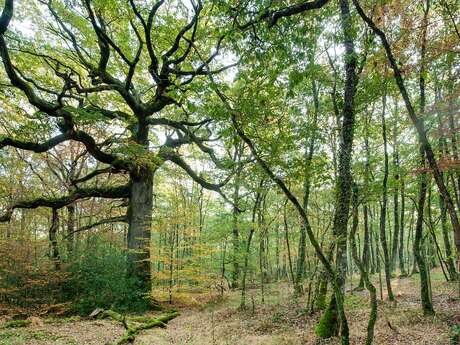 Circuit La Basse forêt de Brocéliande - n° 177