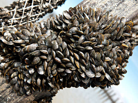 Comité AOP "Moules de bouchot de la Baie du Mont-Saint-Michel"