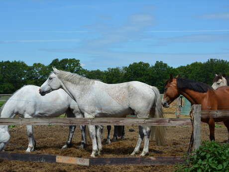 Centre Equestre du Val Froment