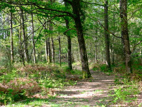 Forêt de Teillay