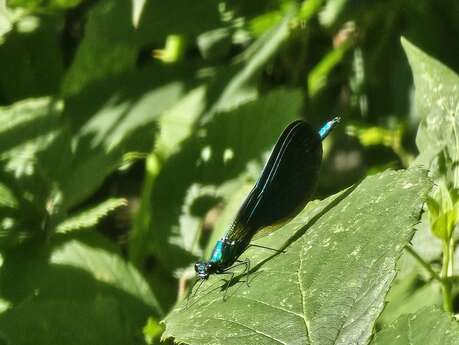 Balade à la découverte des insectes en forêt de Villecartier