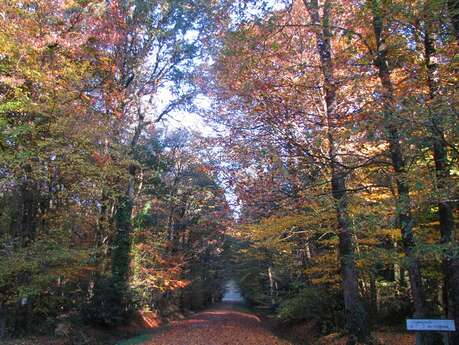 Forêt domaniale de Montauban de Bretagne