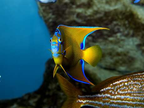 Grand Aquarium de Saint-Malo