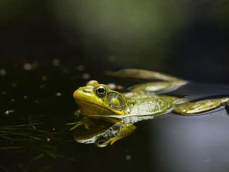 Sortie nature - Les amphibiens