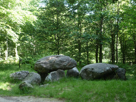 La Forêt Domaniale de Fougères