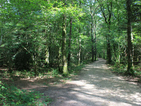 Circuit VTT en Pays de Rennes n°18 : Saint Armel