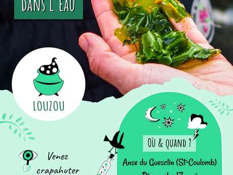 Sortie Louzou - Les pieds dans l'eau - Découvrir les algues de l'estran