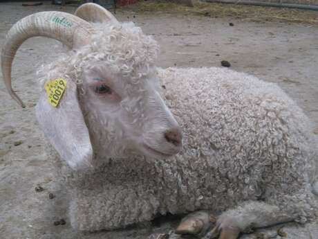 Le Mohair de la Côte d'Emeraude