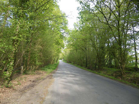 Le bois de Soeuvres