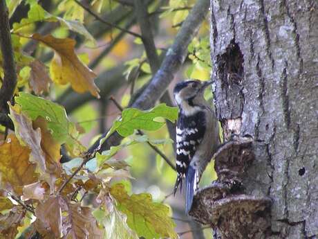 Balade à la découverte des oiseaux sur la voie verte