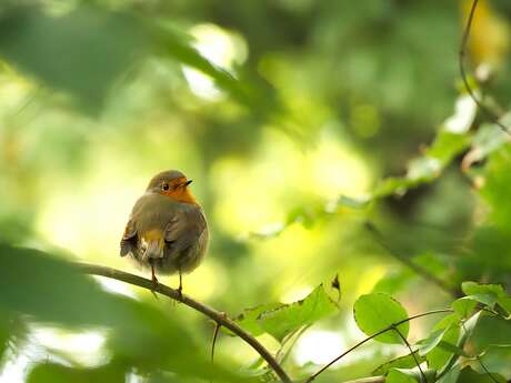 Balade à la découverte des oiseaux sur la voie verte
