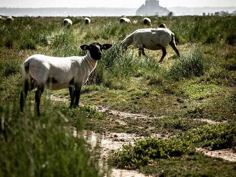 Saveurs des Prés Salés