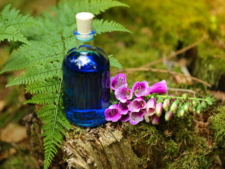 Balade : Découvrez les plantes médicinales et comestibles de l'été à Brocéliande Balade : Découvrez les plantes médicinales et comestibles de l'été à Brocéliande