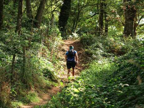 Circuit trail n°8 - Tour des 4 étangs