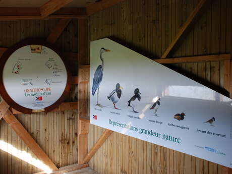 Les oiseaux hivernants du domaine de Careil Les oiseaux hivernants du domaine de Careil