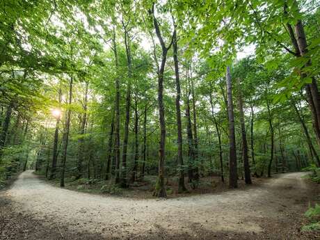 Le bois de Soeuvres