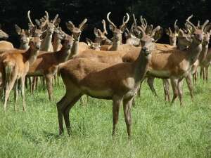 Cerfs de Haute Brocéliande / EARL les compagnons de la lande