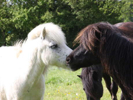 Shamrock poney club