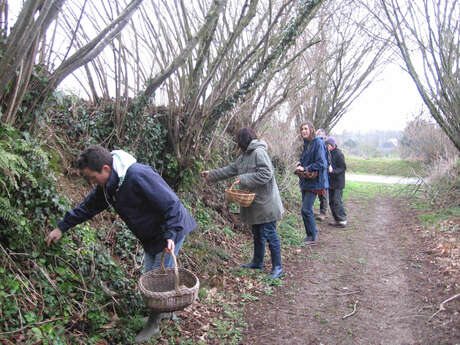 Balade découverte et dégustation de plantes sauvages