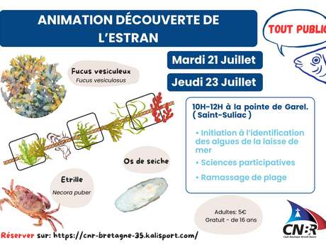 Découverte de l'estran