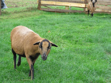 La Ferme Ch'tis