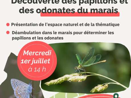 Découverte des papillons et des odonates du marais.