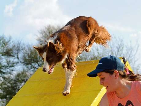 Concours national d'agility dogs