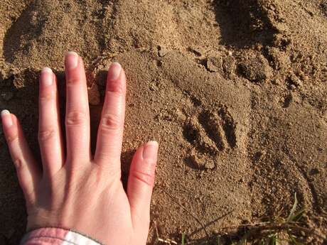 Sortie nature : traces animales et moulages d’empreintes avec la Maison de la Loire 37