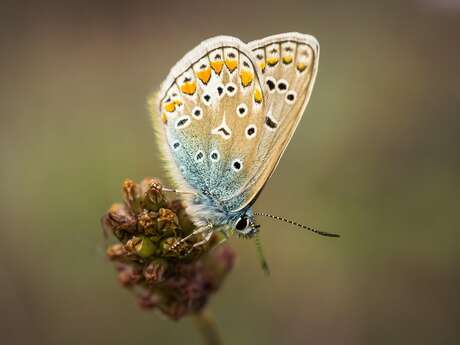 Sortie Nature : À la recherche des papillons