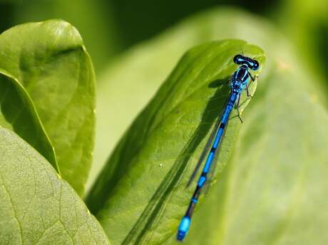 À la rencontre des petites bêtes aquatiques