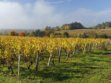 Atelier "Chef et Vigneron"