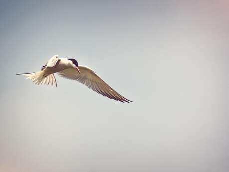 La Loire, un fleuve à plumes