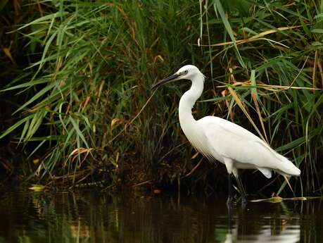 Sortie Nature : La migration des oiseaux